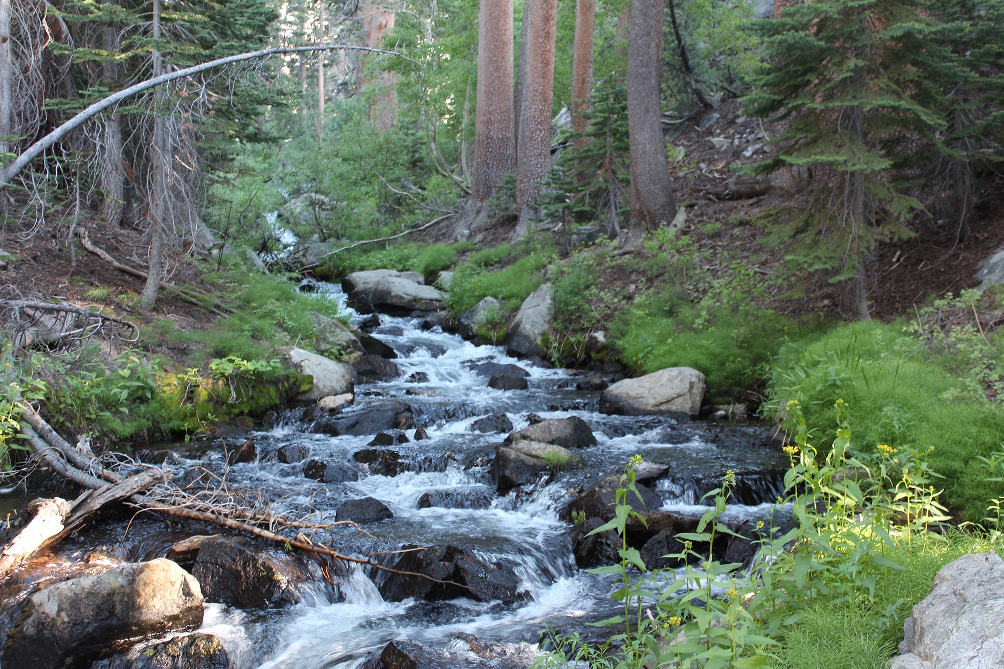 Creek and small waterfall near Fern Lake